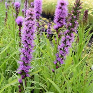 Liatris spicata 'Kobold' ---